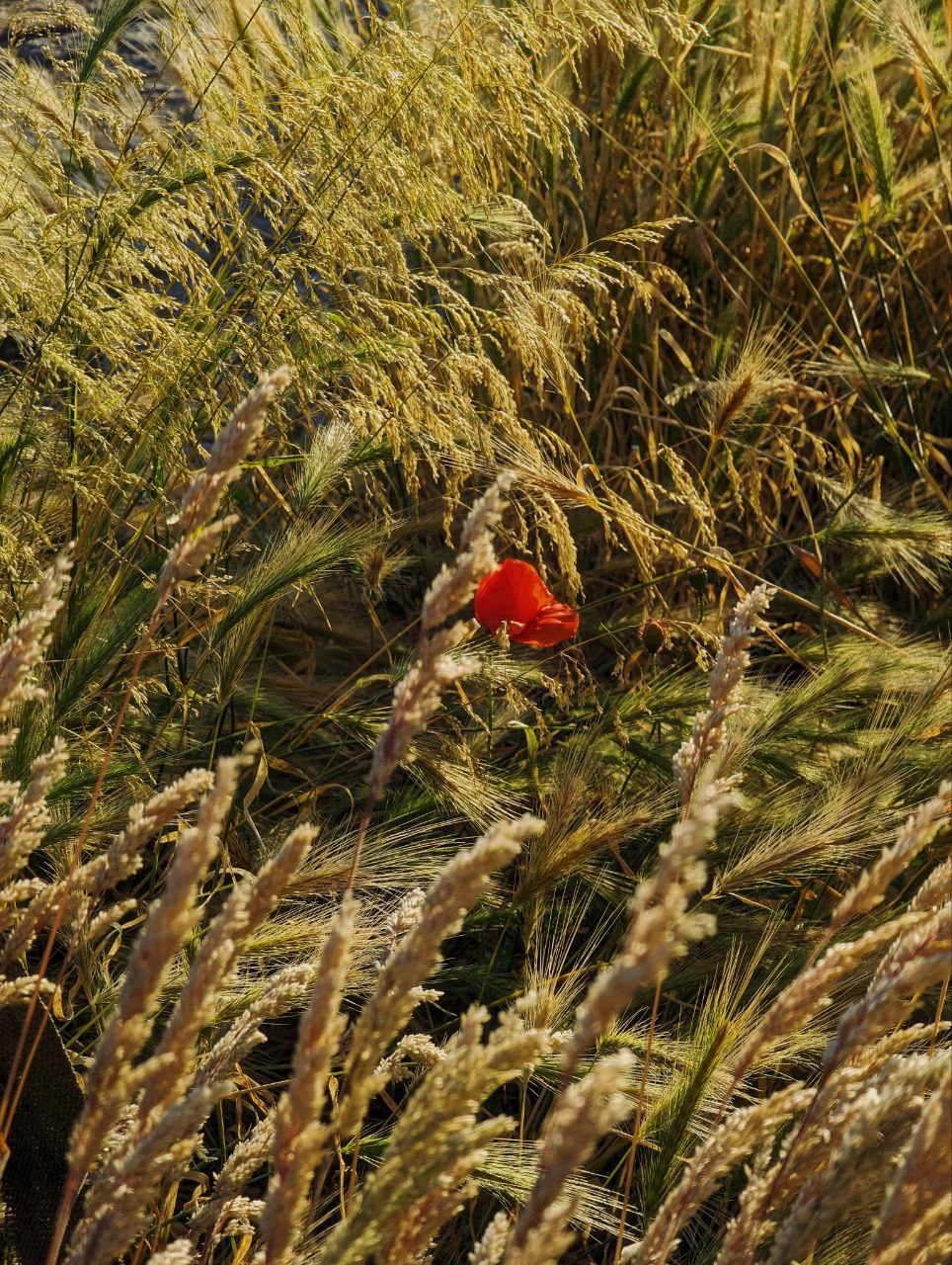 poppy in the sun