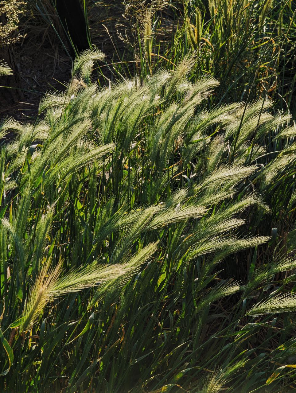 wheat in the sun