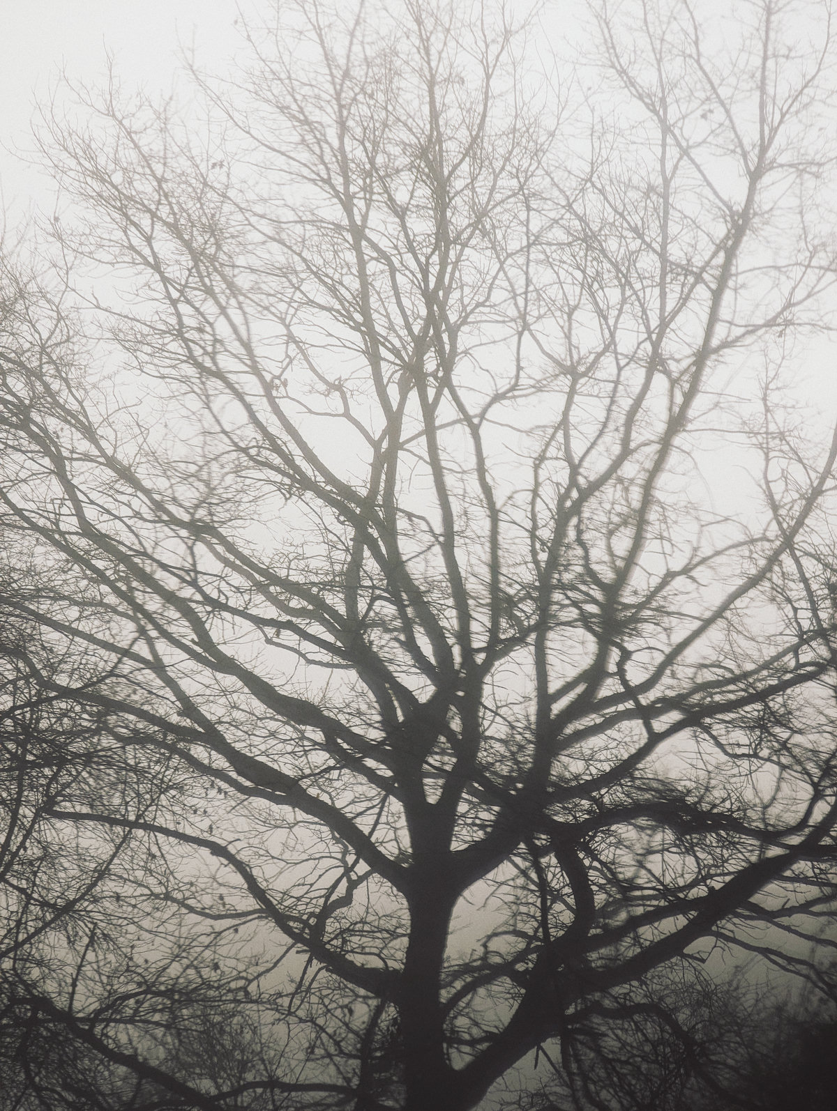 big-tree-closeup-fog.jpg