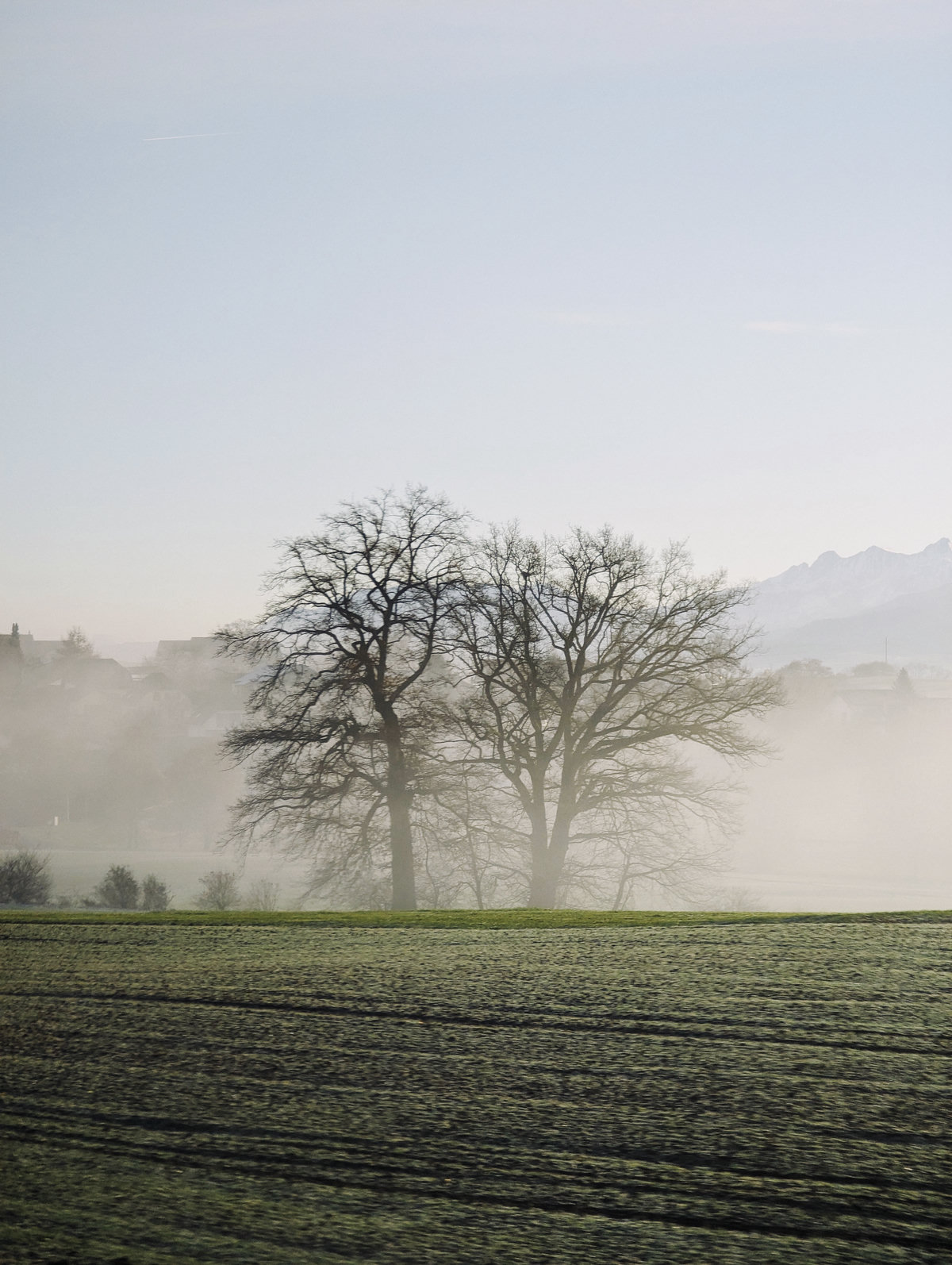 fields-trees-fog.jpg