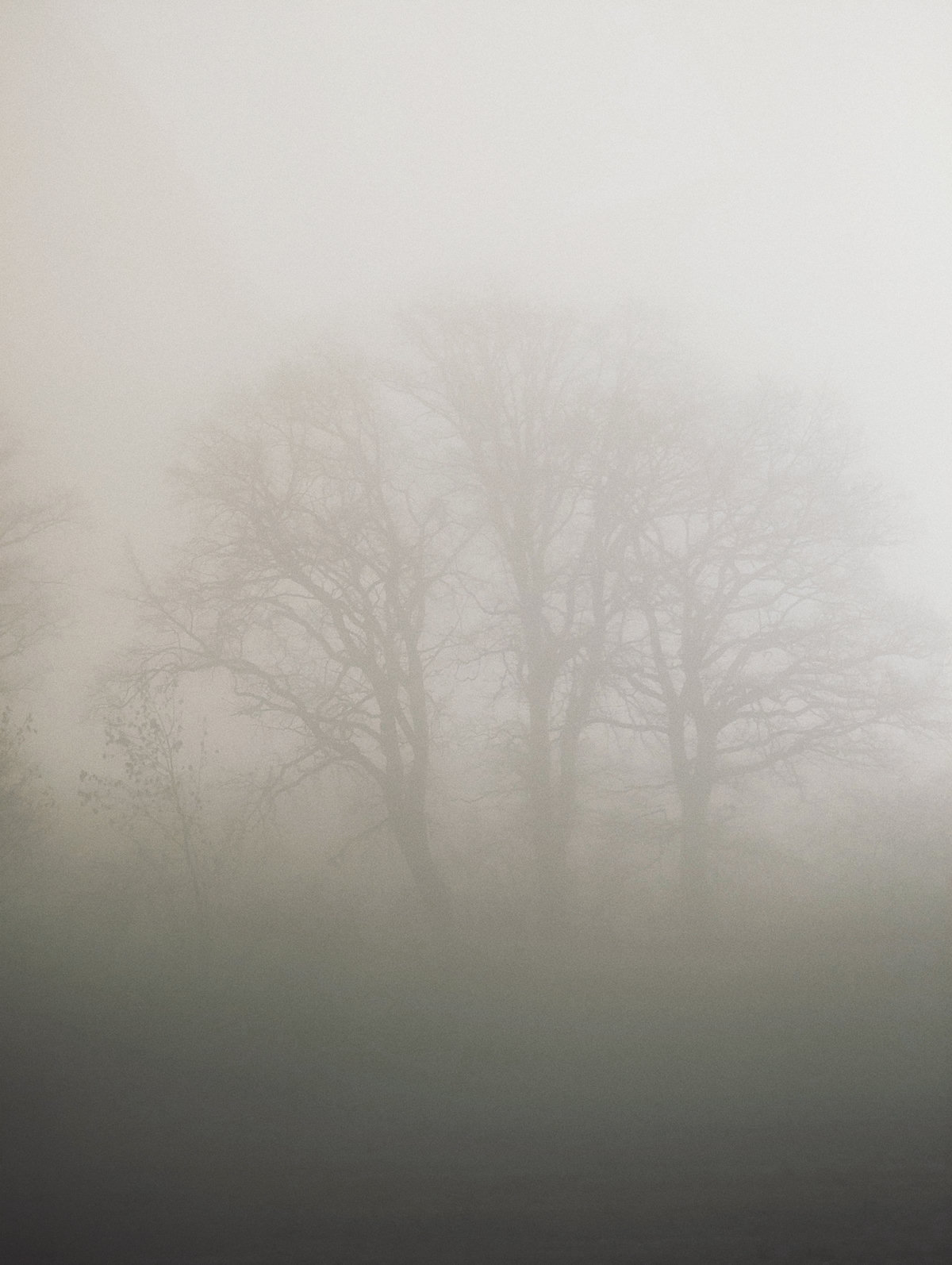 three-trees-in-fog.jpg