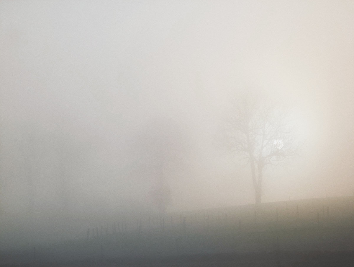 trees-in-fog-sun-disc.jpg
